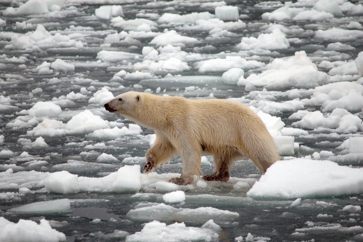 The world must dramatically curb greenhouse gas emissions beyond cuts agreed to in the Paris climate deal if we hope to avoid the worst effects of climate change, warns a new United Nations report.