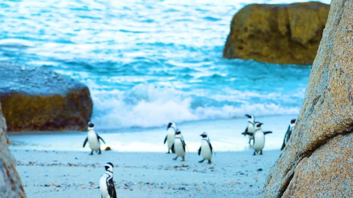 <p>Penguins on Boulders Beach</p>