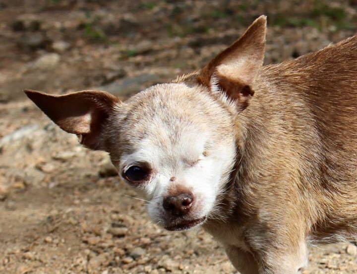 Harley at 14 years old