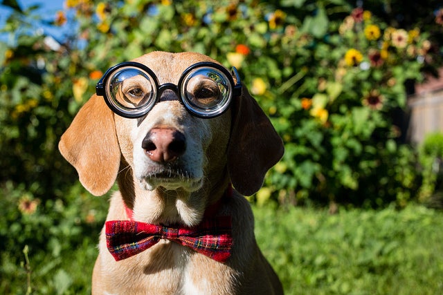 <a href="https://flic.kr/p/fMLR8Y" target="_blank">Got a new bowtie!</a> By TheGiantVermin via Flickr