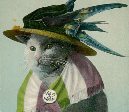 The Bizarre History Of Anti Suffrage Cat Memes Huffpost