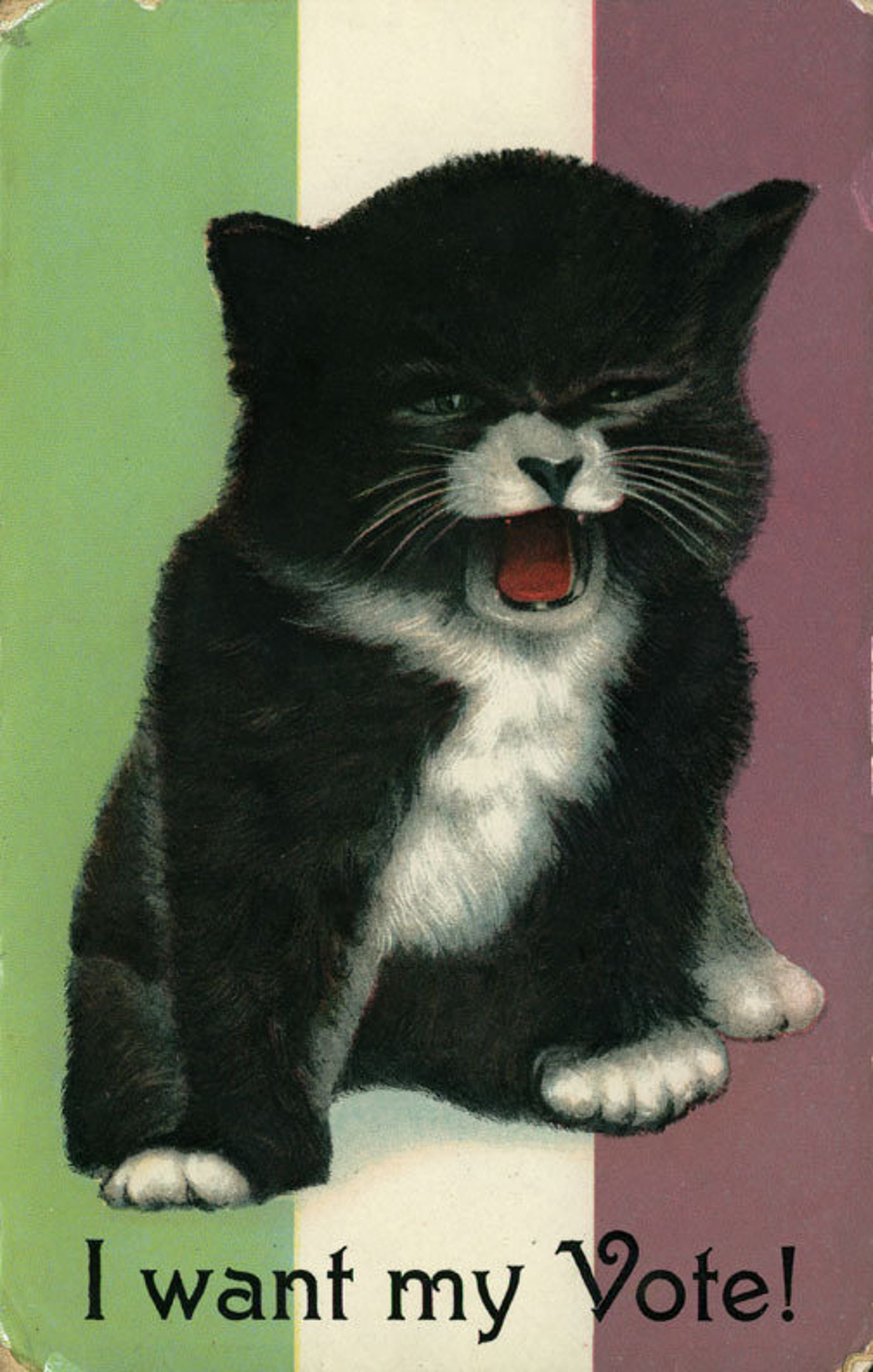 The Bizarre History Of Anti-Suffrage Cat Memes | HuffPost Women