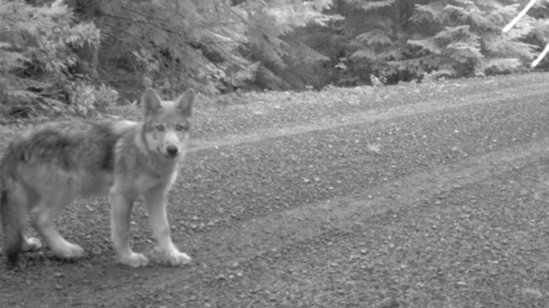 Journey The True Story of OR7 the Most Famous Wolf in the West HuffPost