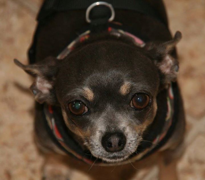 Cricket at 13 years old