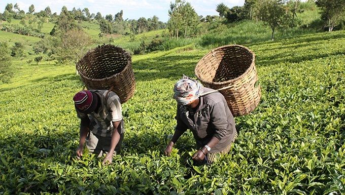It’s green and lush, but tea farmers in Kenya are feeling the effect of climate change.
