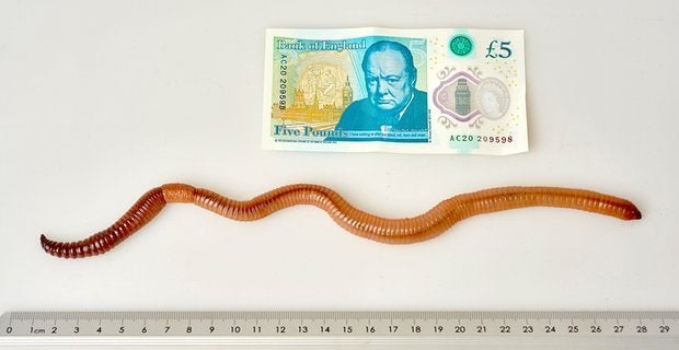 Dave the earthworm measured an astonishing 15.7 inches