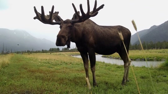 This moose seems to be sleeping well despite the long hours of daylight.