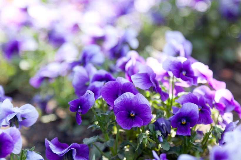 Violets are often utilized as a common aroma descriptor by wine industry professionals. But not everyone experiences the arom