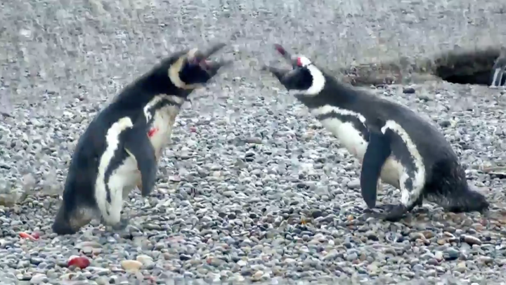 <strong>The males square off.</strong>