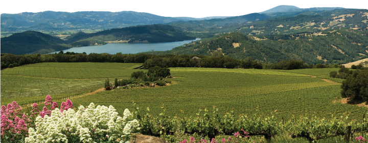 Chappellet vineyard view.
