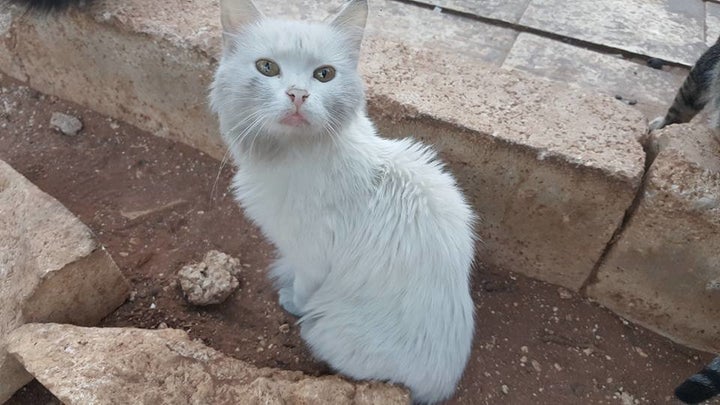 A photo of a cat at the sanctuary weeks prior to the bombing.