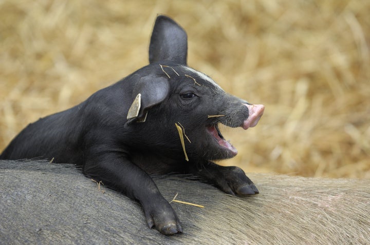 That's one happy pig.