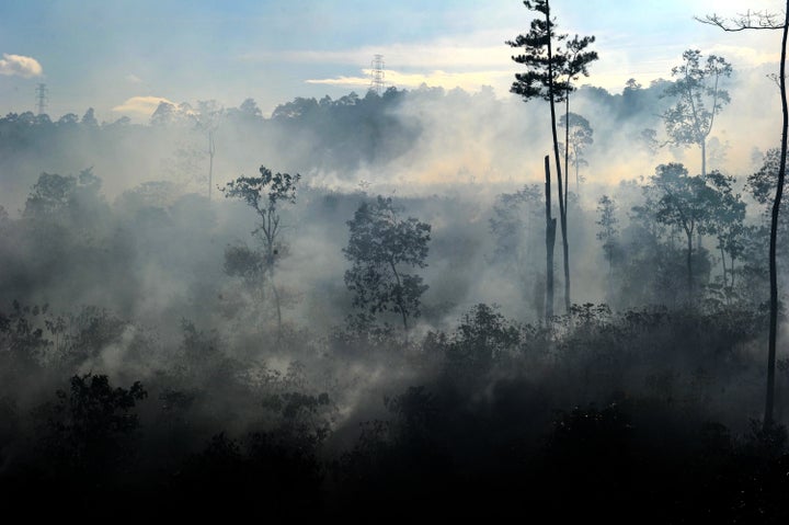 A rapid loss of forests -- including those in Indonesia, cleared for palm oil plantations -- will likely be discussed at the many side events during the COP.