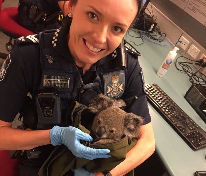 Police arrested a wanted woman and discovered that she was carrying a koala inside in her bag.