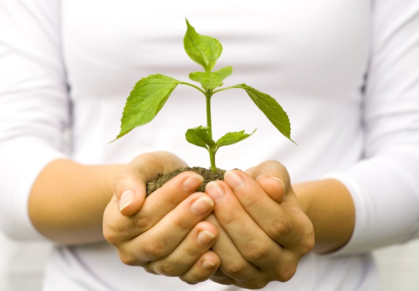 Woman holding a growing plant