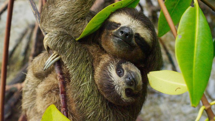 A pygmy sloth family has never looked so cute