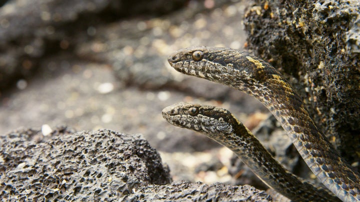 Racer snakes wait patiently, lethally