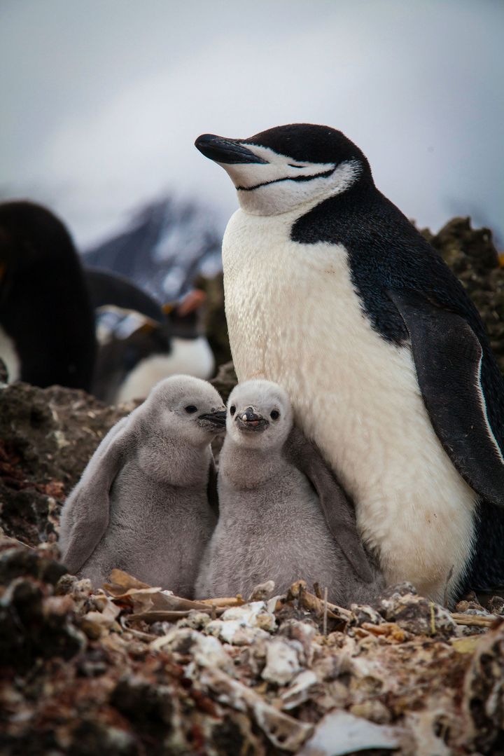Producers decided not to air heartbreaking footage of dying penguins in the programme