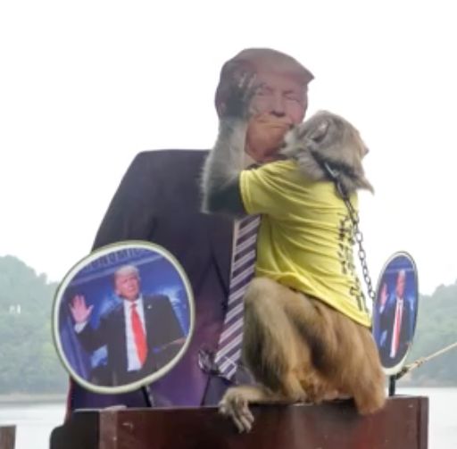 An allegedly psychic monkey in China has predicted Donald Trump will win the Nov. 8 presidential election.