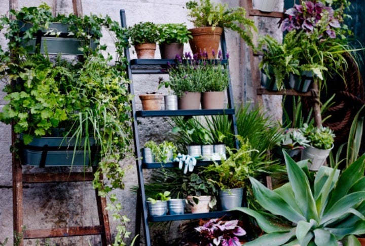 <p>Plants from IKEA.</p>