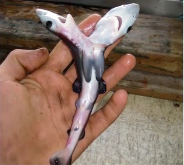 This two-headed blue shark was discovered in the Indian Ocean in 2008.