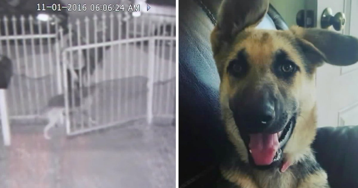 Veteran With PTSD Reunited With Dog That Was Stolen From Family's Yard ...