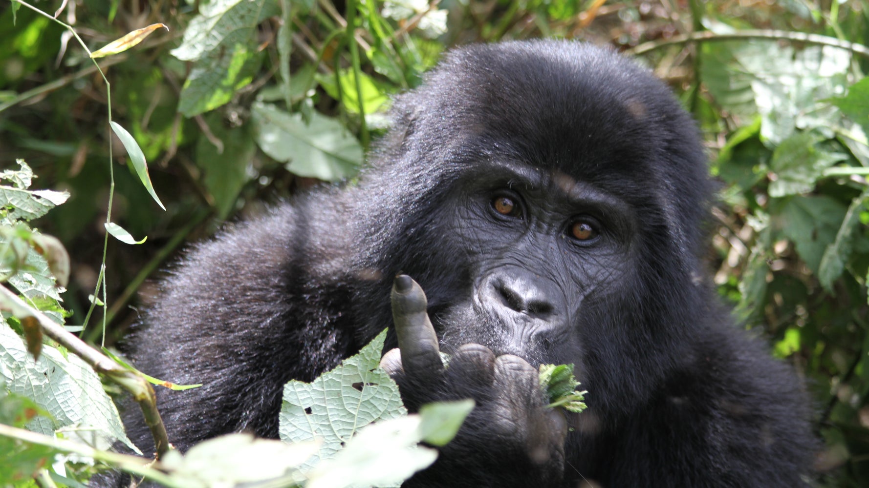 It???s a journey discovering Africa from Mountain gorillas to lions