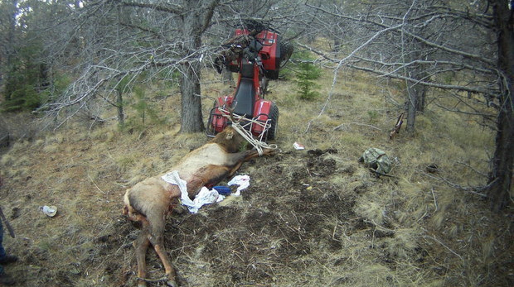 Man Kills Elk, Elk Impales Man Moments Later HuffPost Latest News