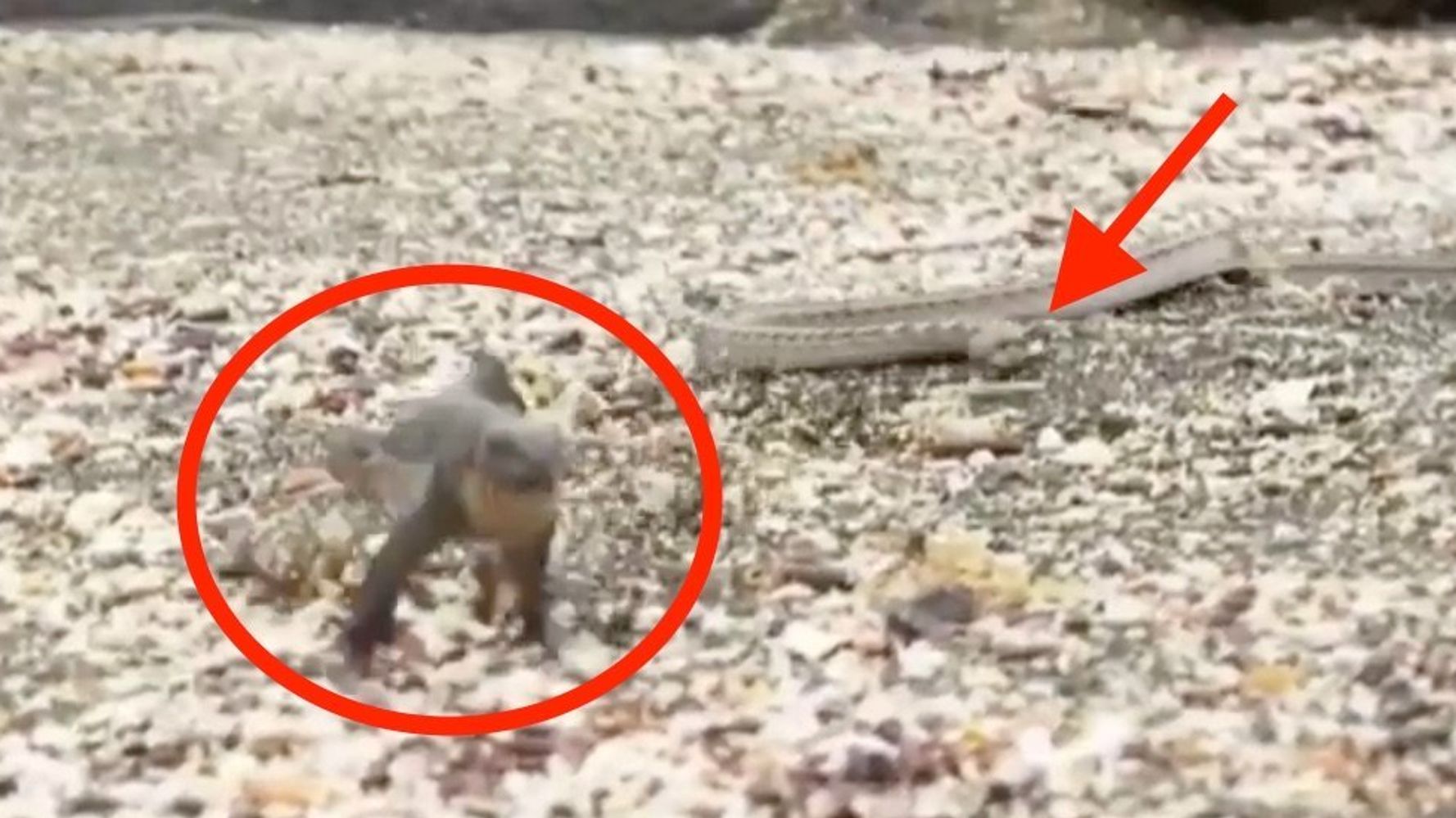 Baby Lizard Chased By Snakes Is Every Nightmare You've Ever Had | HuffPost  Impact
