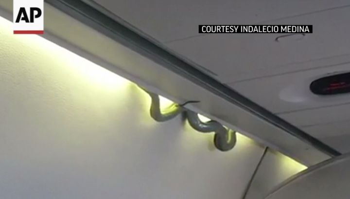<strong>Stowaway: The snake made its presence known during the flight </strong>