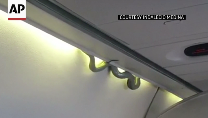 Stowaway: The snake made its presence known during the flight 