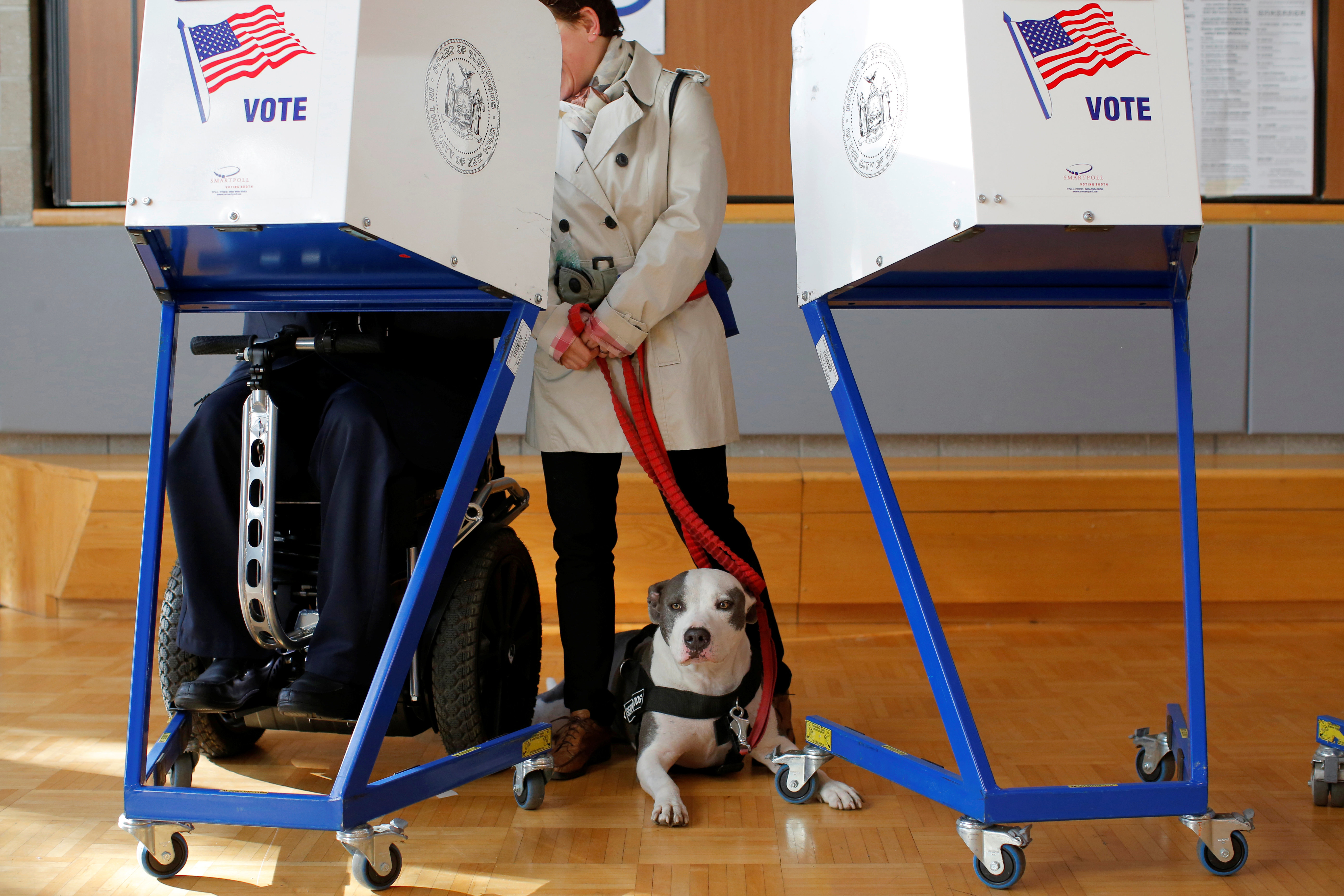 These Photos Of Dogs Voting Are Getting Us Through Election Day ...