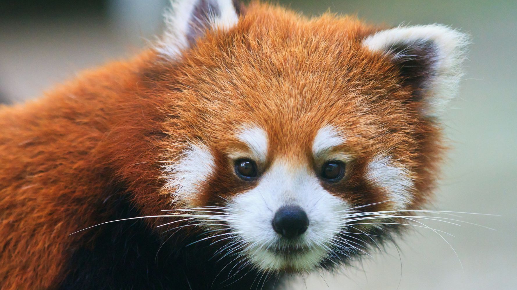 Zoo Streaming Red Pandas All Day To Ease Election Day Panda-monium | HuffPost