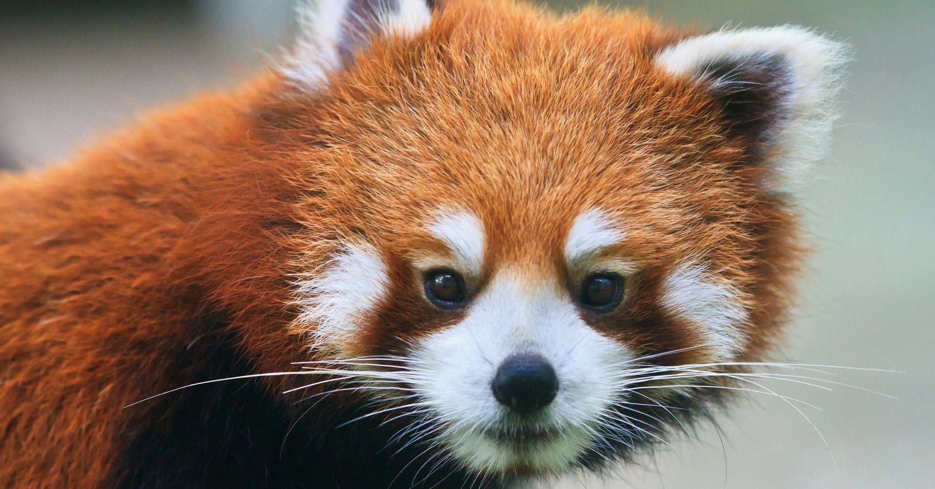 Zoo Streaming Red Pandas All Day To Ease Election Day Panda-monium