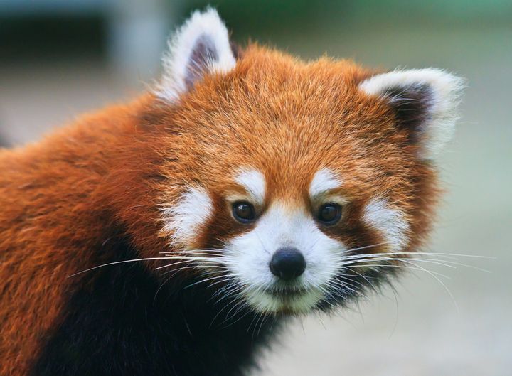 Zoo Streaming Red Pandas All Day To Ease Election Day Panda