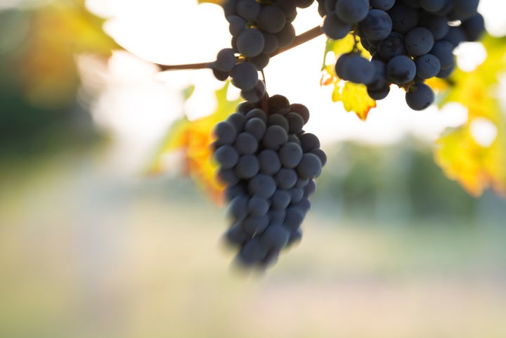 <p>Varietal typicity plus “regional specificity” </p>