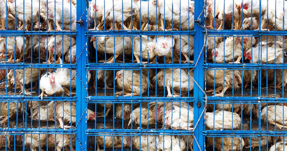 In Massachusetts, Voters Also Elevated Animal Welfare | HuffPost Latest News In Massachusetts, Voters Also Elevated Animal Welfare