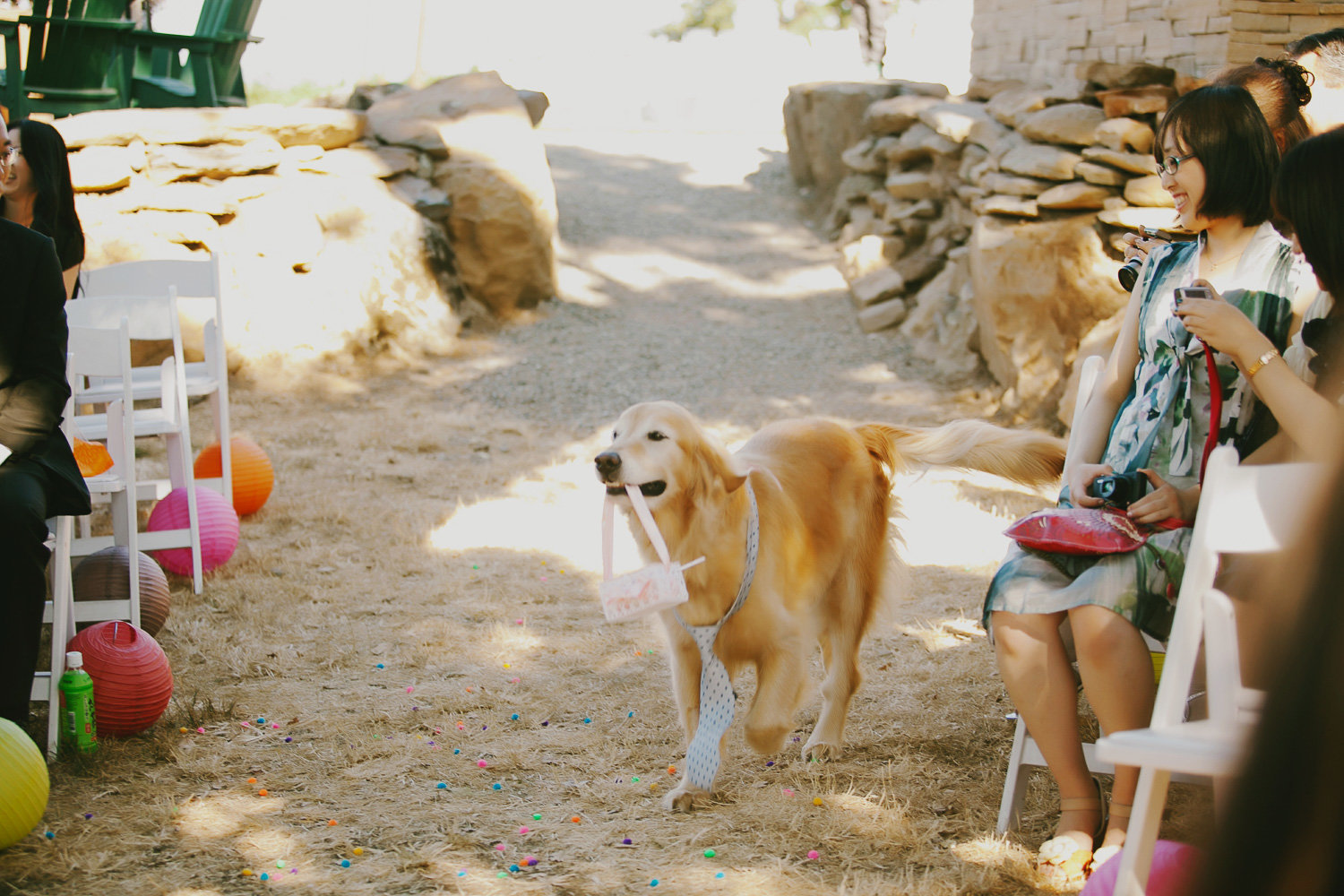 dog flower girl ideas