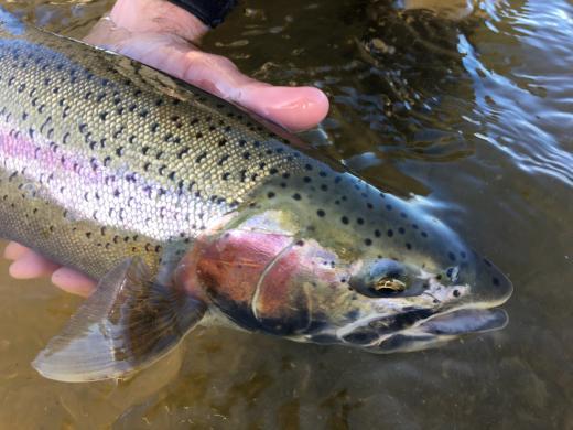 A Bristol Bay rainbow trout.