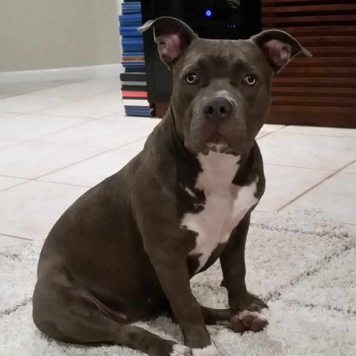 Gypsy was found by a tugboat.