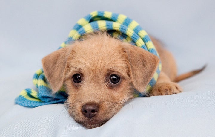 This puppy was saved from a puppy mill by National Mill Dog Rescue and was adopted to a loving home. 