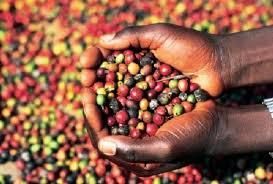 Angola Coffee Beans
