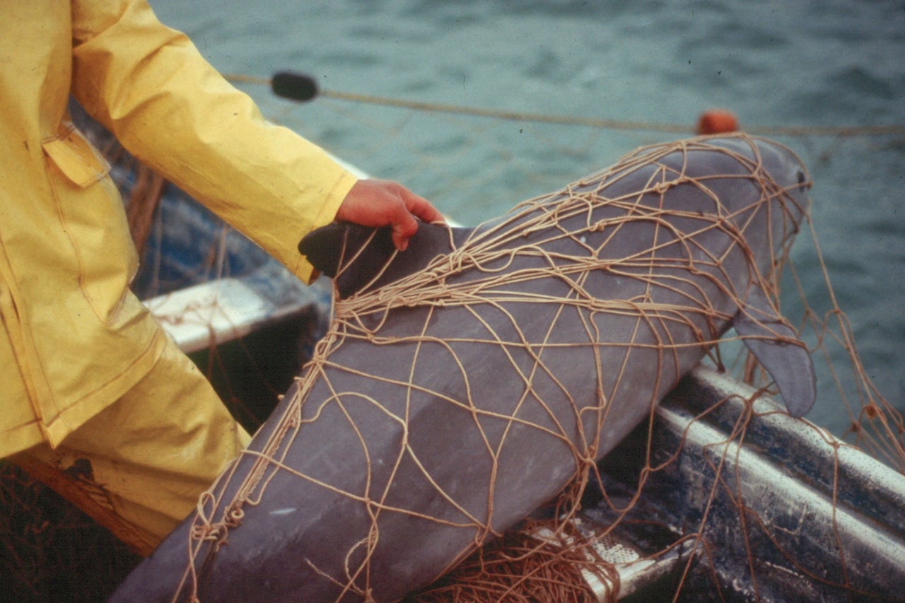 A vaquita entangled in a gillnet.