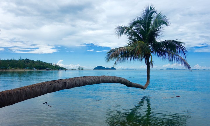 <p>Leaning Palm Tree</p>
