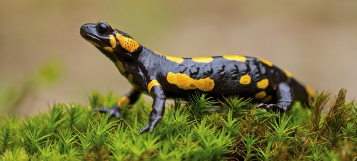 “We’re already seeing salamanders shrink in size," a researcher said.