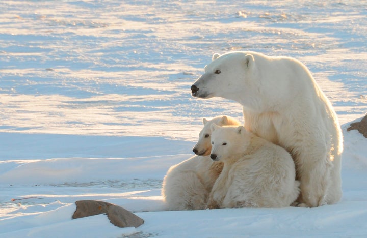 It's not just polar bears that are being affected by climate change.