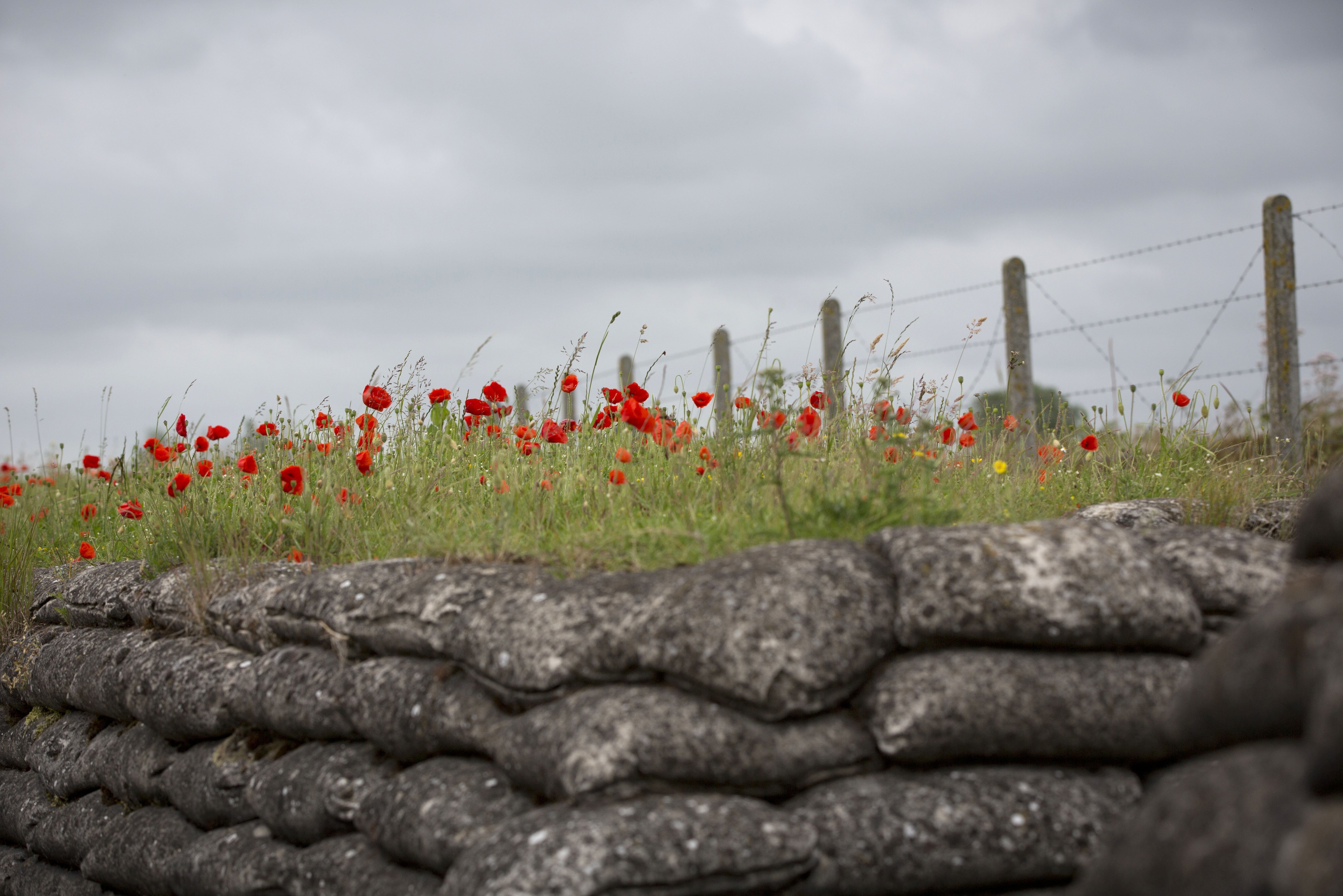 Why Do We Wear Poppies? The History Behind The Remembrance Symbol ...