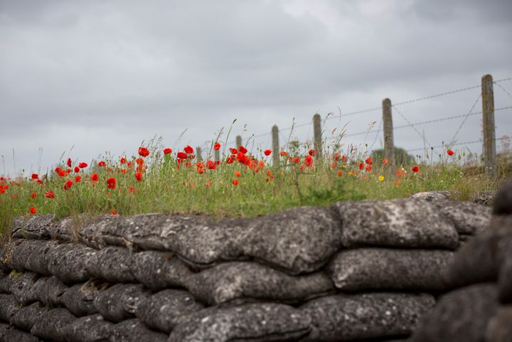 Poppies continue to bloom around the old WW1 trenches in Belgium