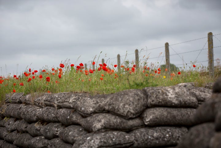 Poppies continue to bloom around the old WW1 trenches in Belgium