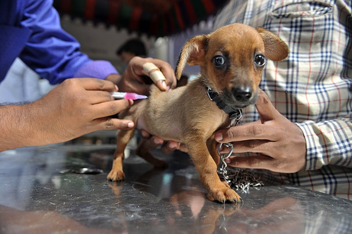 An Indian veterinary clinic employee gives a rabies vaccination to a pet dog.